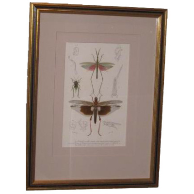 D'Orbigny Winged Insects Print