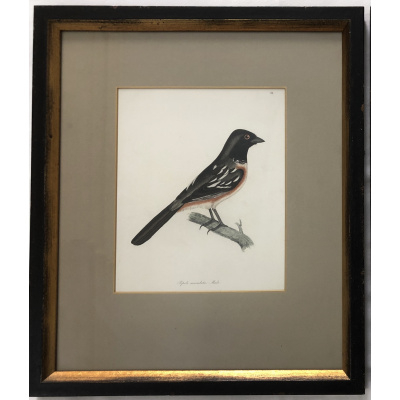 Antique Hand Colored Bird Lithograph