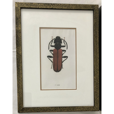 Vintage German Specimin Insect Print