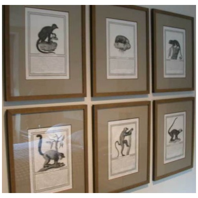 19th c. Set of 6 Framed Lemur Prints