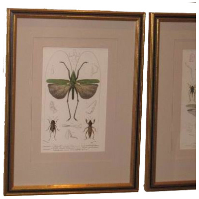 D'Orbigny Winged Insects Print