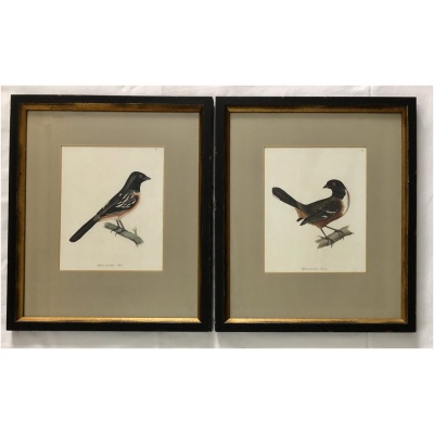 19th c. Hand Colored Bird Lithographs