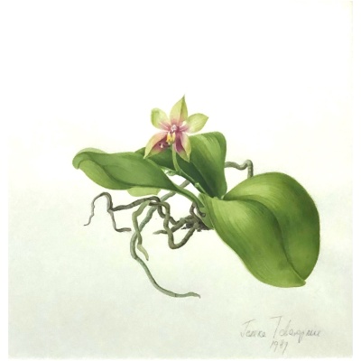 Jessica Tcherepnine Orchid Watercolor