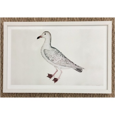 18th c. Swedish Museum Print - Sea Gull