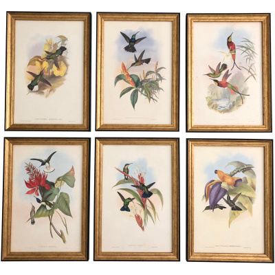 John Gould's 19th c. Hummingbirds #B