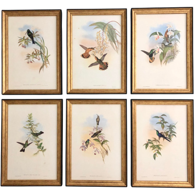 John Gould's 19th c. Hummingbirds #C