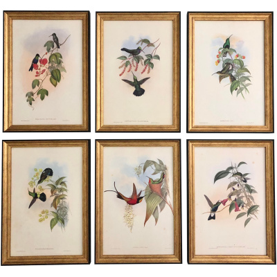 John Gould's 19th c. Hummingbirds #D